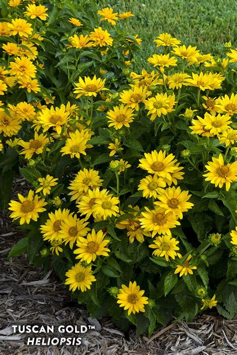 Types Of Yellow Perennial Flowers - Drians Healthy Eat