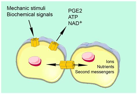 Functional Roles of Connexins and Gap Junctions in Osteo-Chondral ...
