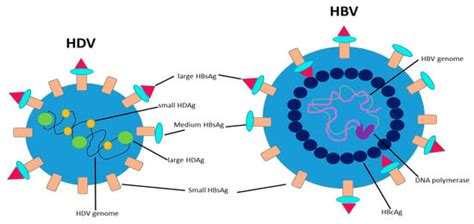 HBV/HDV Co-Infection: Epidemiological and Clinical Changes, Recent ...