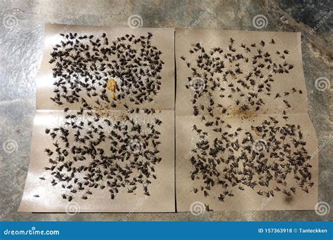 Flies Caught on Sticky Fly Paper Trap. Stock Photo - Image of display ...