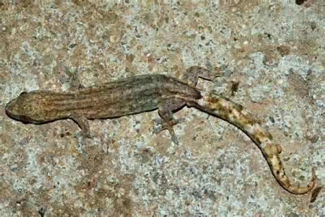 New gecko species discovered in Ganjam