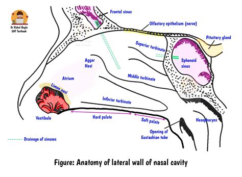 Nose Anatomy Inside