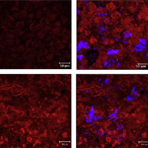 Image result for HunterLab Color Scale
