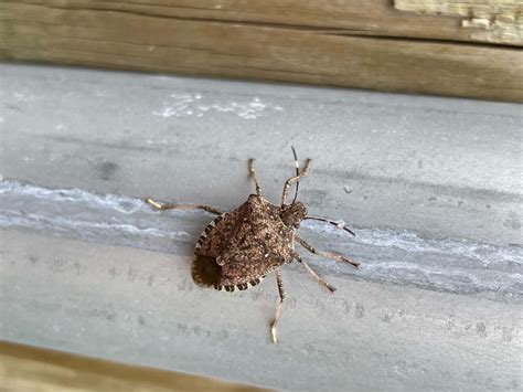 How To Get Rid Of Stink Bugs In The House | Pest Pros