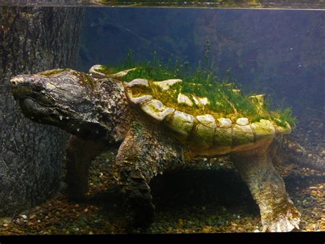 Image result for Alligator Snapping Turtle Underwater
