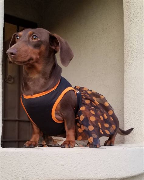 Dachshund Dog Halloween Costumes|Dog Halloween Costumes|Halloween ...