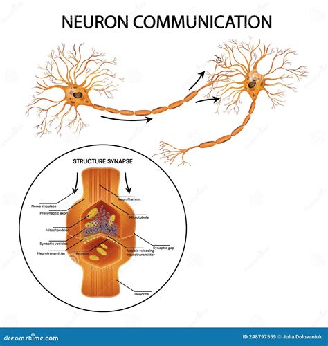 Neuron Communication. Transmission of the Nerve Signal between Two ...