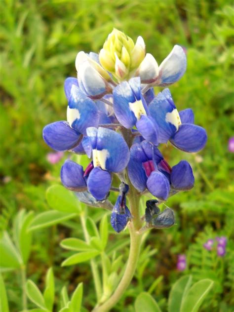 White Rock Lake, Dallas, Texas: Brilliant Bluebonnets Blooming at White ...