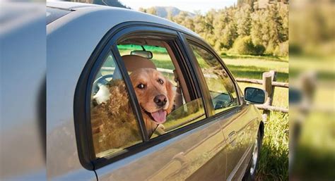 Canine car sickness: Here’s how you can treat it :::Misskyra