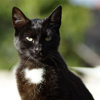 高冷黑猫头像，霸气精神抖擞的黑猫图片-可爱头像