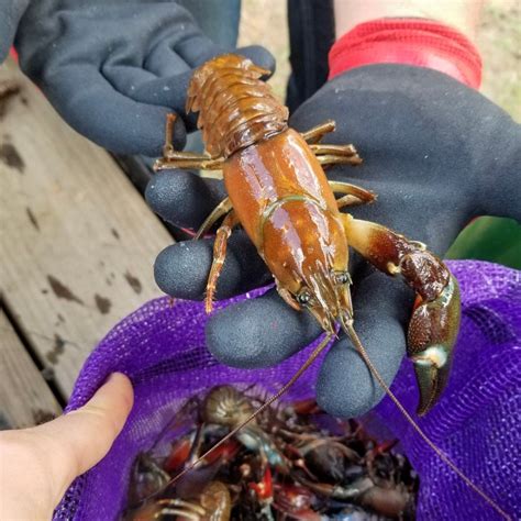 Crayfish Vs Crawfish Comparison Of Body Size And Chela Size Between