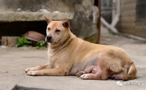 怎样挑选好的土狗幼犬（挑选小土狗的方法和技巧） - 胖萌舍宠物网