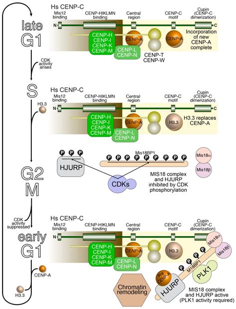 A Molecular View of Kinetochore Assembly and Function