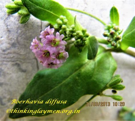 Medicinal Plant Details