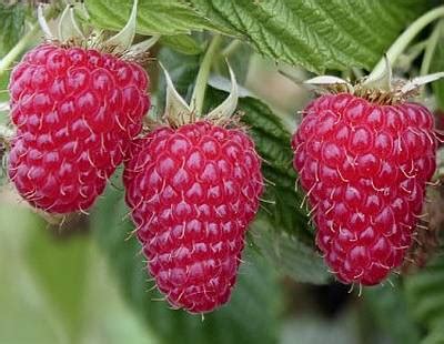 Planting Autumn Raspberry Plants 的图像结果