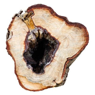 Image result for Stumpy Logo