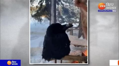 Watch Breaking News Viral Video: A man wrapped a crow in a sheet while ...