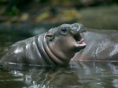 Full Grown Pygmy Hippopotamus