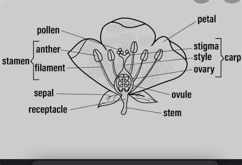 draw a well labelled diagram of 6.5 of flowers - Brainly.in
