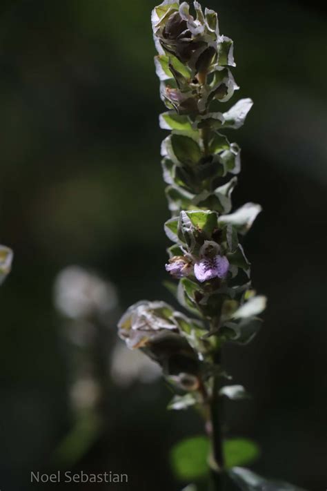 Herbarium JCB