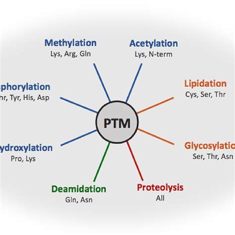 Image result for Post-Translational Modification of Insulin