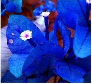 Cloud Farm Bougainvillea Plant Price in India - Buy Cloud Farm ...