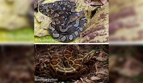Image result for Python Snake in India