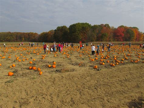 Ramseyer Pumpkin Farm