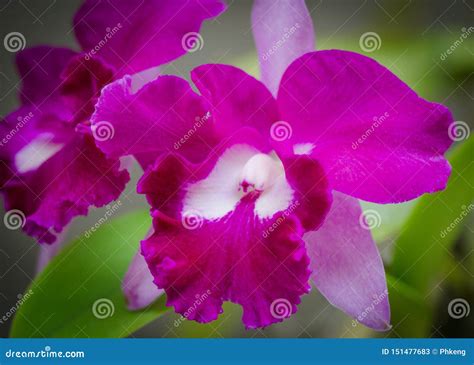 Zoom Orchid Near Purple Color Stock Image - Image of design, park ...