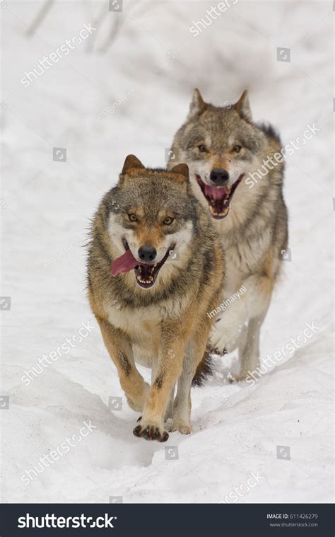 Wolves Running Really Fast 的图像结果