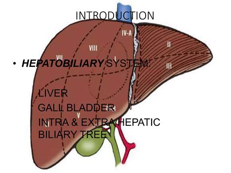 anatomy of hepatobiliary system.pptx
