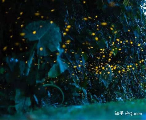 中国科学院西双版纳热带植物园，萤火虫进入观赏期 - 哔哩哔哩