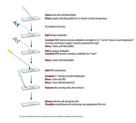 Image result for Cell Sorting Staining Protocol