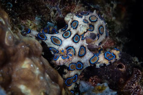 Image result for Animal Fact Files Blue-Ringed Octopus