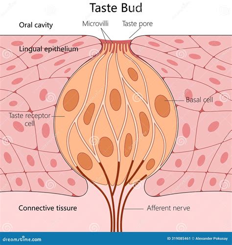 Swelled Up Taste Bud