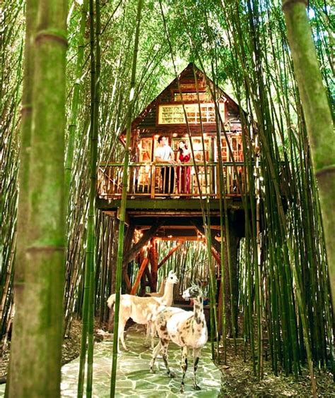 Alpaca Treehouse in the Bamboo Forest - Houses for Rent in Atlanta ...