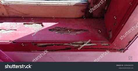 Termites at Windows 的图像结果