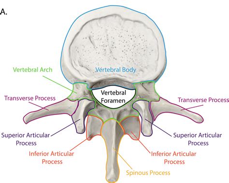 Vertebral Canal Teach Me Anatomy