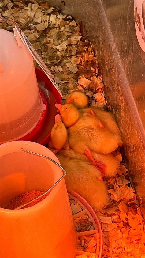 Petition to Tractor Supply: Stop Selling Chicks | Woodstock Farm Sanctuary