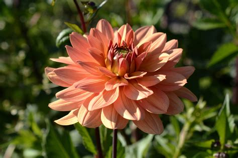 Image result for Problem Solution Text Structure Practice Worksheet