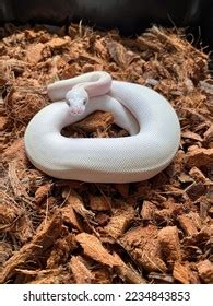 Image result for Blue Eyed Ball Python