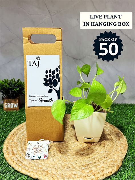 Corporate Gifting - Buy Live Plant in a hanging box Online in India