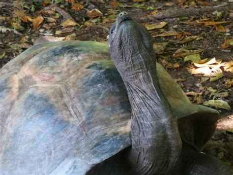 Image result for Fat Turtle Shell