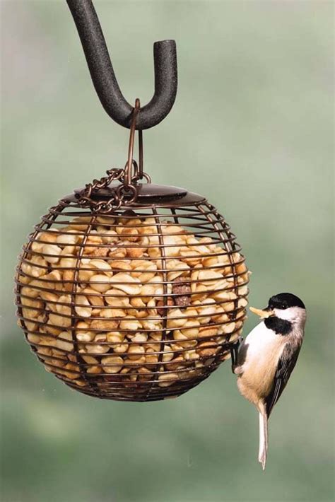 Peanut Bird Feeder for Chickadees and Woodpeckers