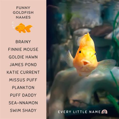 Awesome Pet Fish Names at Ava Ewers blog