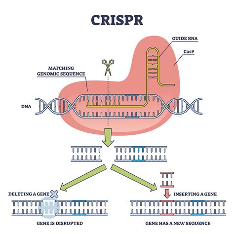 CRISPR 'will provide cures for genetic diseases that were incurable ...