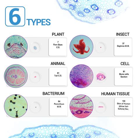 Plant Cell Microscope Slides 的图像结果