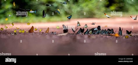 Flight Structures in Insects 的图像结果