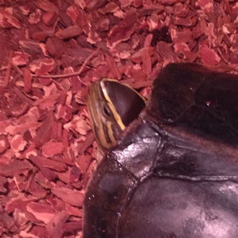 Image result for malayan box turtle setup