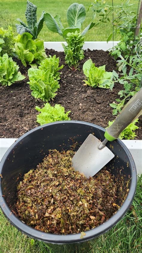 Is Tea Good for Plants? How to Use Tea Leaves for Fertilizer - Hen and Horse Design